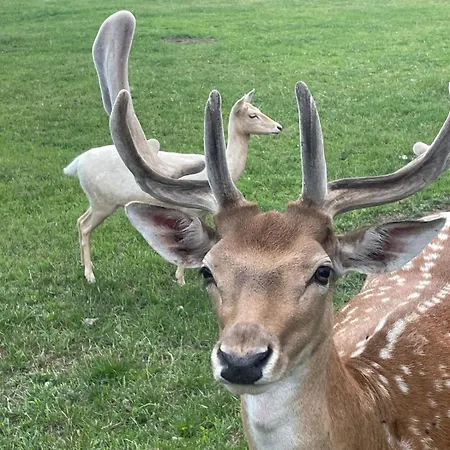 Kolodziejowo Z Jacuzzi Gory Sowie Gory Stolowe Casa vacanze *